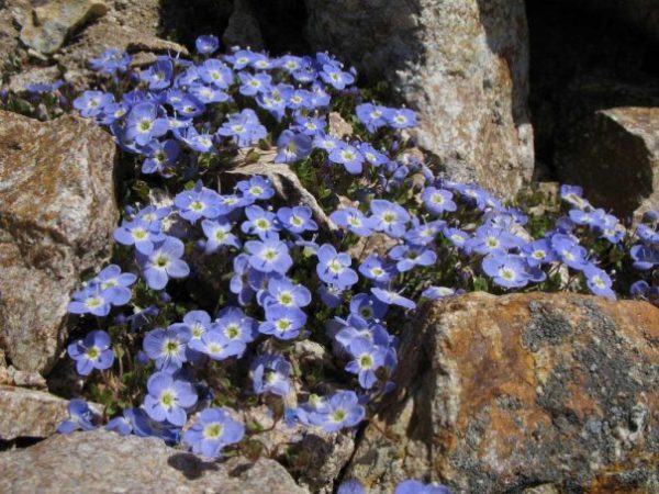 Low-growing flowers for flower beds blooming all summer