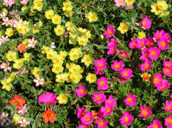 Low-growing flowers for flower beds blooming all summer