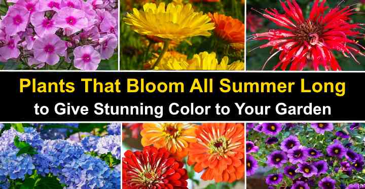 Low-growing flowers for flower beds blooming all summer