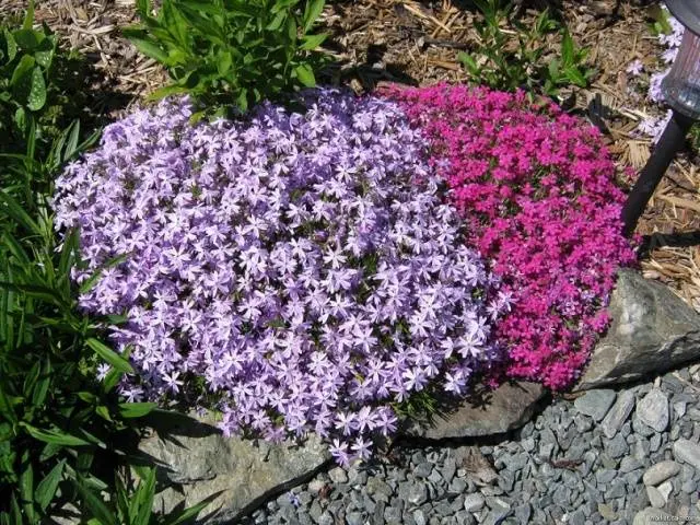 Low growing flowers for the garden, blooming all summer