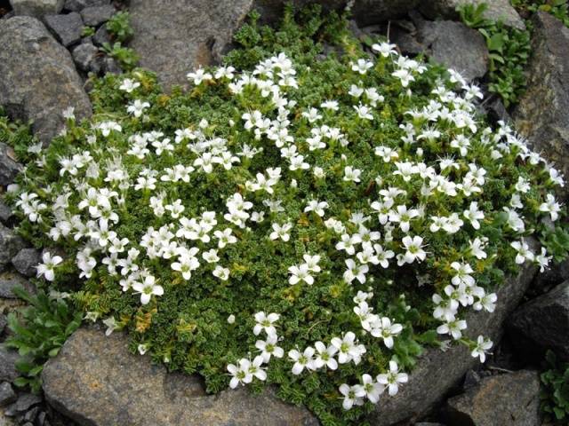 Low growing flowers for the garden, blooming all summer