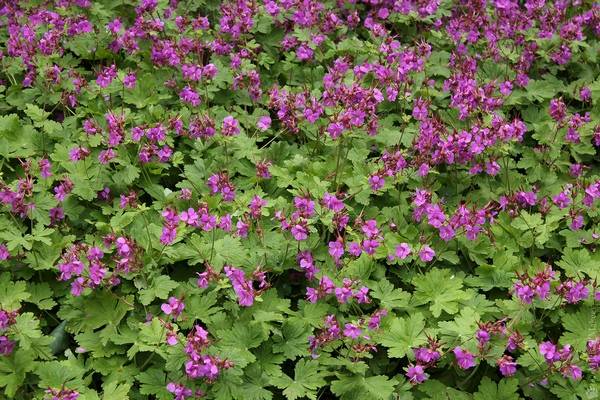 Low growing flowers for the garden, blooming all summer