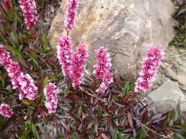 Low growing flowers for the garden, blooming all summer