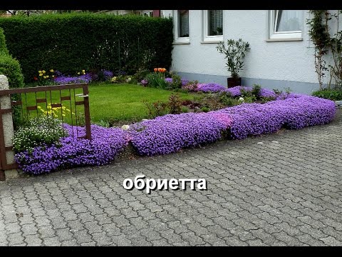 Low growing flowers for the garden, blooming all summer