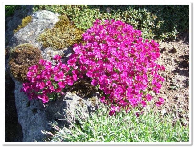 Low growing flowers for the garden, blooming all summer