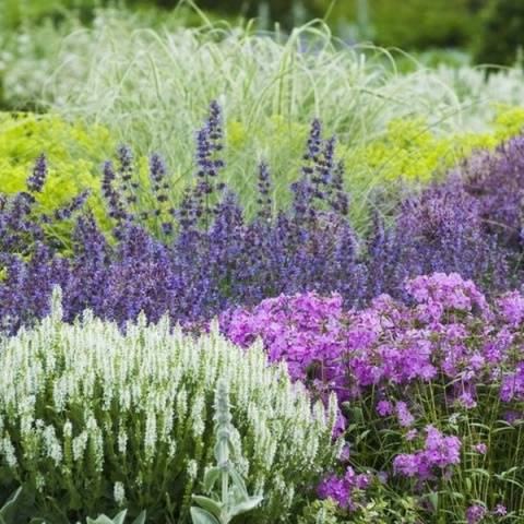 Low growing flowers for the garden, blooming all summer