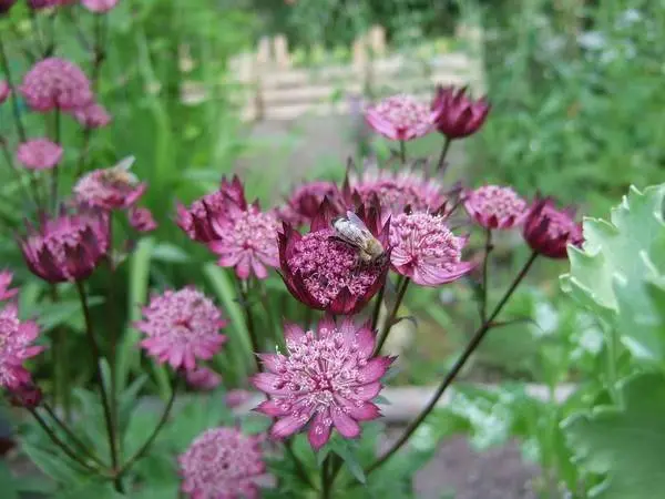 Low growing flowers for the garden, blooming all summer