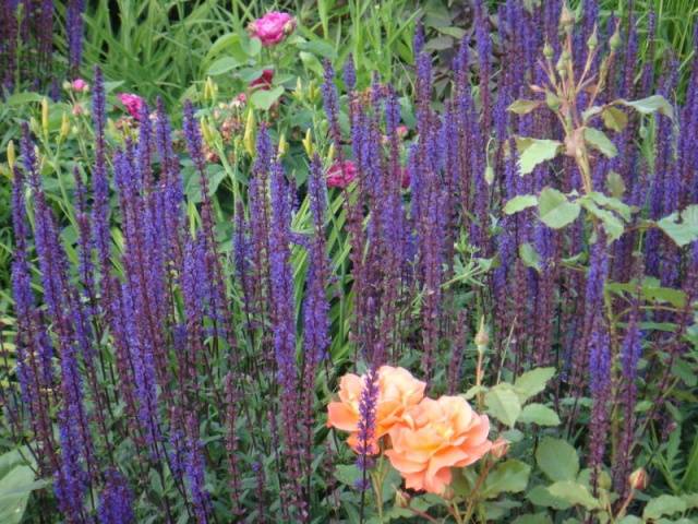 Low growing flowers for the garden, blooming all summer