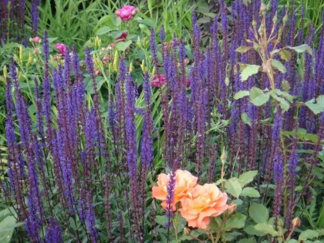 Low growing flowers for the garden, blooming all summer