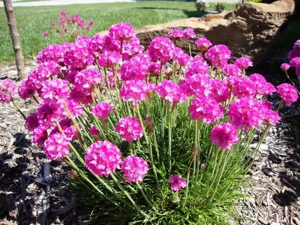 Low growing flowers for the garden, blooming all summer