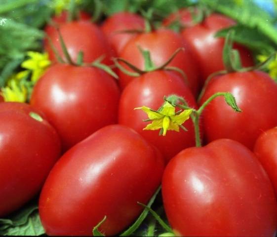 Low growing late tomatoes