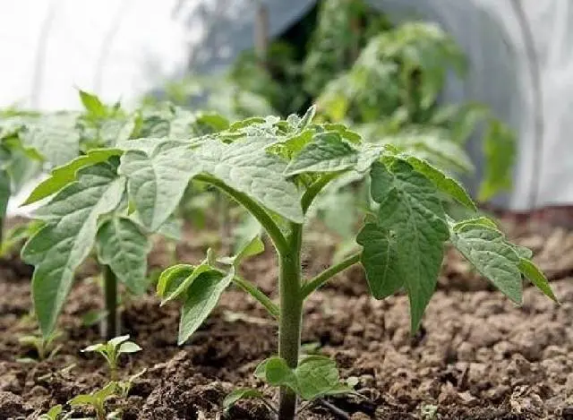 Low growing late tomatoes