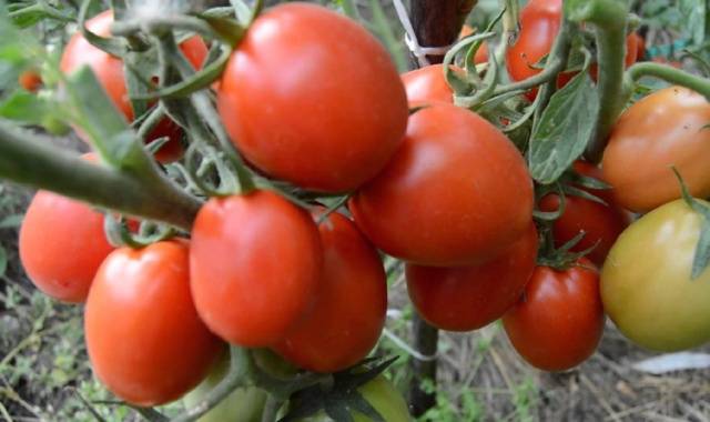 Low growing late tomatoes