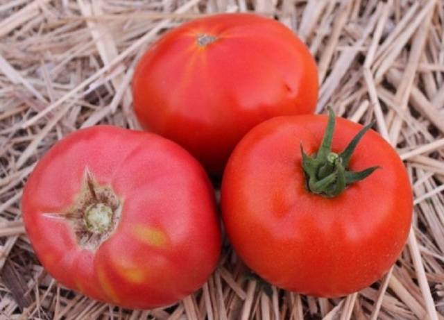 Low growing late tomatoes