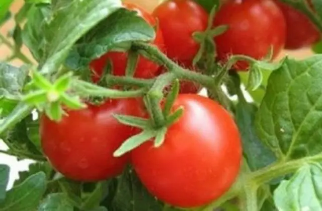 Low growing late tomatoes