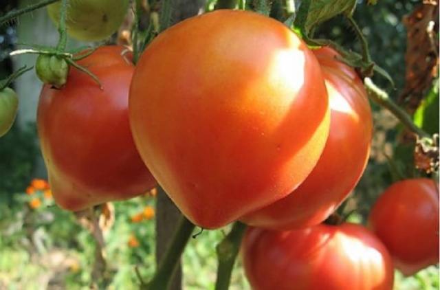 Low growing late tomatoes