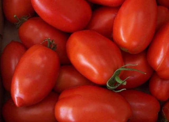 Low growing late tomatoes