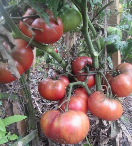 Low growing late tomatoes