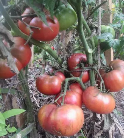 Low growing late tomatoes