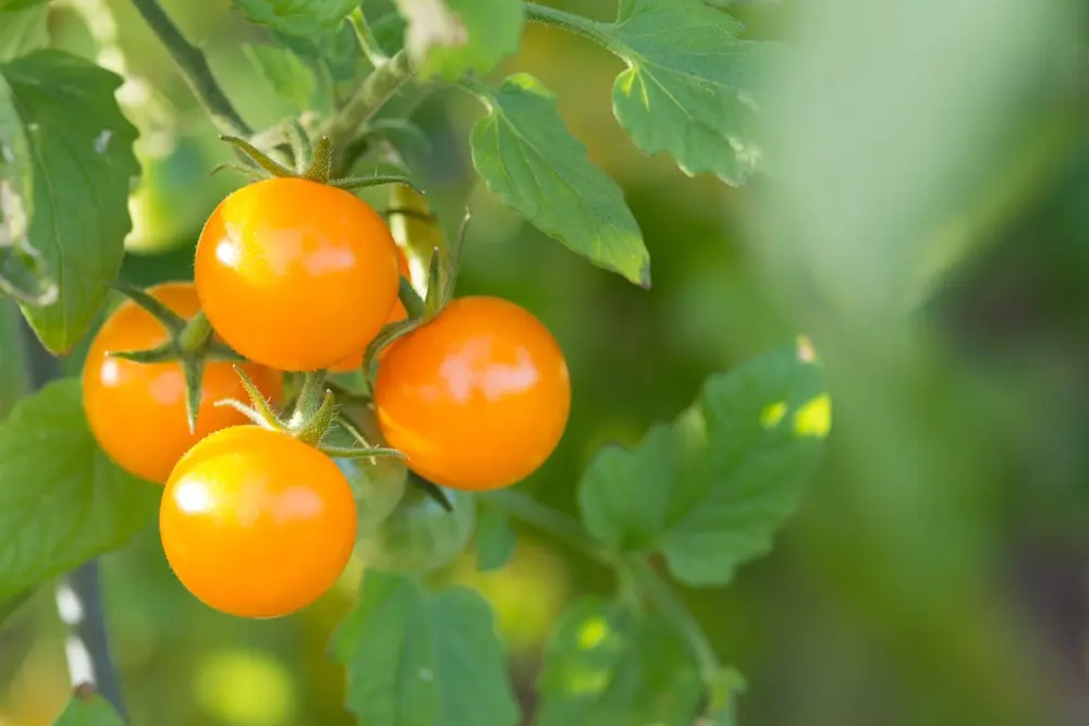 Low growing late tomatoes