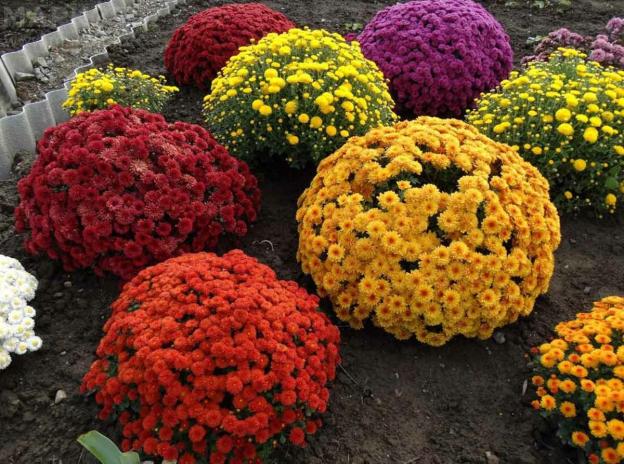 Low-growing perennial chrysanthemums: description, planting and care, photo