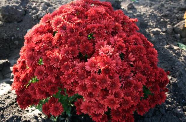 Low-growing perennial chrysanthemums: description, planting and care, photo