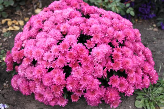 Low-growing perennial chrysanthemums: description, planting and care, photo