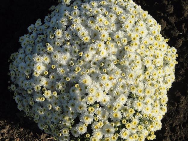 Low-growing perennial chrysanthemums: description, planting and care, photo