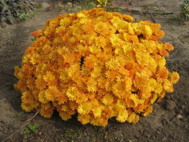 Low-growing perennial chrysanthemums: description, planting and care, photo