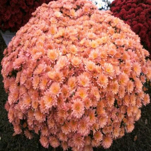 Low-growing perennial chrysanthemums: description, planting and care, photo