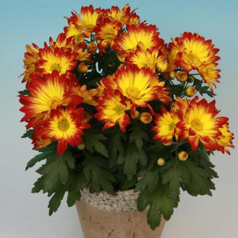 Low-growing perennial chrysanthemums: description, planting and care, photo