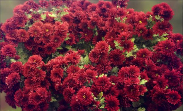 Low-growing perennial chrysanthemums: description, planting and care, photo