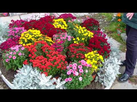 Low-growing perennial chrysanthemums: description, planting and care, photo