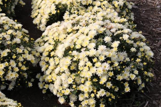 Low-growing perennial chrysanthemums: description, planting and care, photo