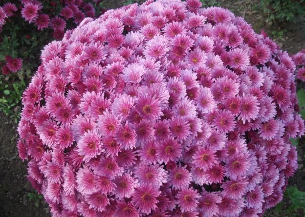 Low-growing perennial chrysanthemums: description, planting and care, photo