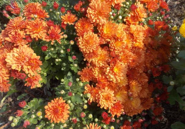 Low-growing perennial chrysanthemums: description, planting and care, photo