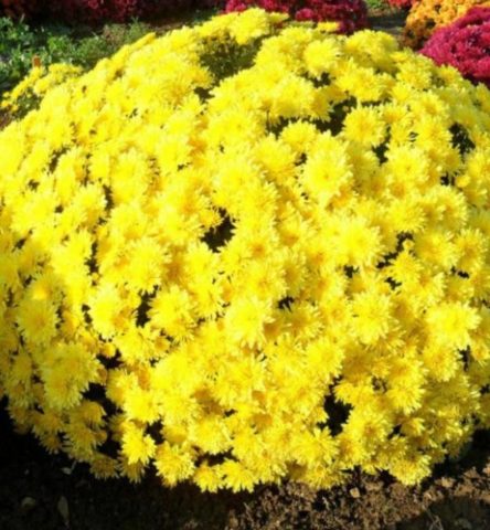 Low-growing perennial chrysanthemums: description, planting and care, photo