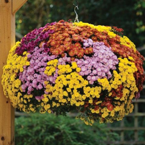 Low-growing perennial chrysanthemums: description, planting and care, photo