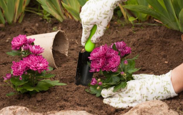 Low-growing perennial chrysanthemums: description, planting and care, photo