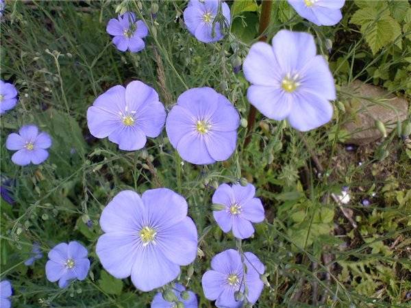 Low-growing perennials for flower beds, blooming all summer