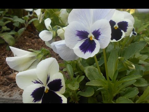 Low-growing perennials for flower beds, blooming all summer