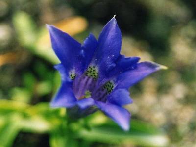 Low-growing perennials for flower beds, blooming all summer