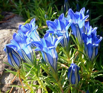 Low-growing perennials for flower beds, blooming all summer