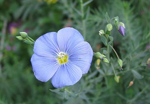 Low-growing perennials for flower beds, blooming all summer