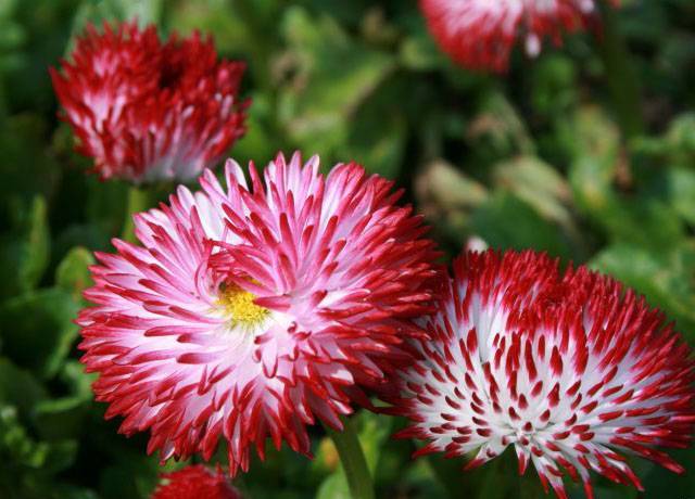 Low-growing perennials for flower beds, blooming all summer