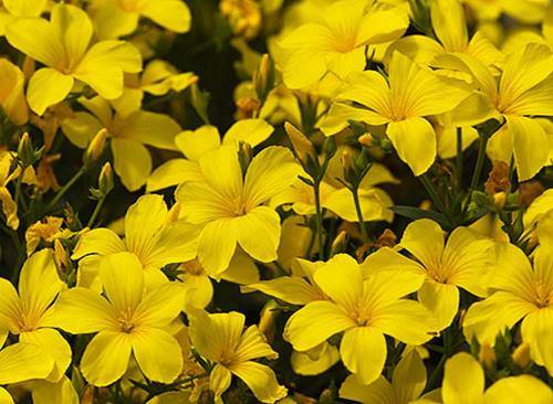 Low-growing perennials for flower beds, blooming all summer