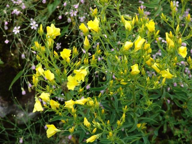 Low-growing perennials for flower beds, blooming all summer