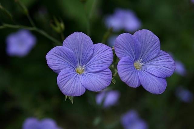 Low-growing perennials for flower beds, blooming all summer