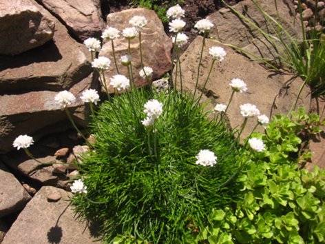 Low-growing perennials for flower beds, blooming all summer