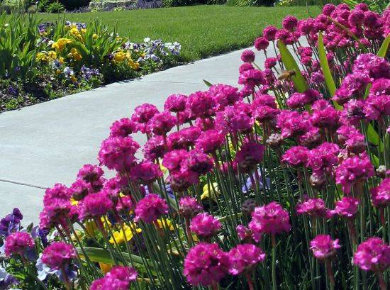 Low-growing perennials for flower beds, blooming all summer